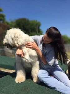 Caring for Your Old English Sheepdog 