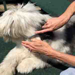 Grooming Old English Sheepdogs