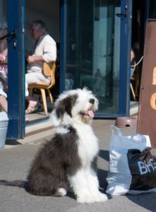 tips for training old english sheepdogs 