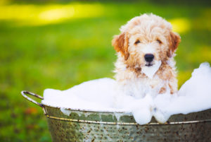 Old English Sheepdog bath time 