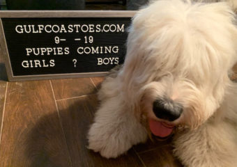 We are expecting and excited to announce Old English Sheepdog puppies are coming!