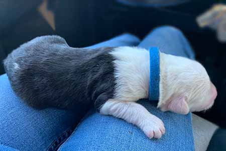 Blue Collar Old English Sheepdog puppy for sale