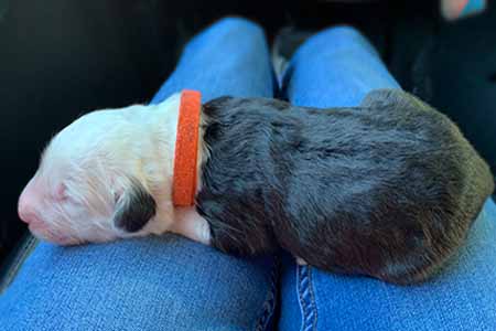 Old English Sheepdog Puppies for sale in Florida