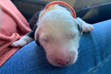 1 Week Old - Old English sheepdog Puppy