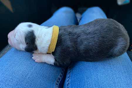 Old English Sheepdog puppies for sale FL